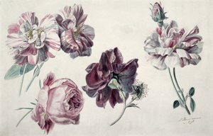 Rose da Lawrence Alma Tadema